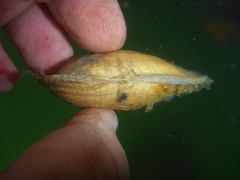 Entodesma navicula