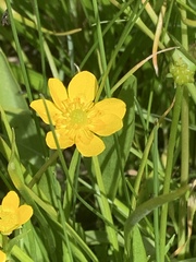 Ranunculus alismifolius