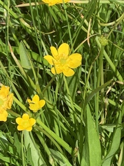 Ranunculus alismifolius