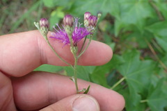 Vernonia texana
