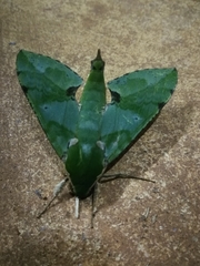 Euchloron megaera