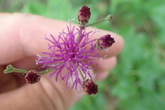Vernonia texana