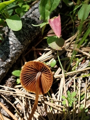 Conocybe semiglobata