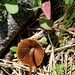 Conocybe semiglobata - Photo (c) Shawn Matthews,  זכויות יוצרים חלקיות (CC BY-NC), הועלה על ידי Shawn Matthews