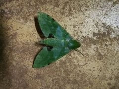 Euchloron megaera