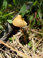Conocybe semiglobata