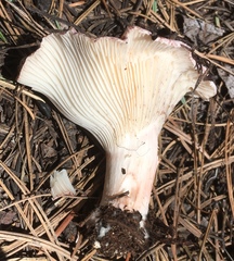 Pudorini