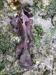 Chondracanthus
