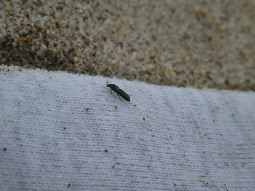 Aleochara sulcicollis photo 2