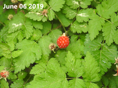 Rubus pungens oldhamii