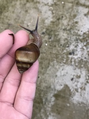 Amphidromus inversus