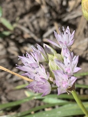 Allium lemmonii