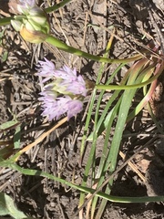 Allium lemmonii