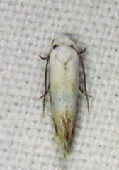 Mea skinnerella