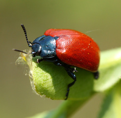 Chrysomela populi