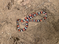 Cemophora coccinea copei