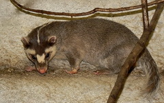Chinese Ferret-Badger photo 3