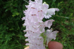 Physostegia digitalis