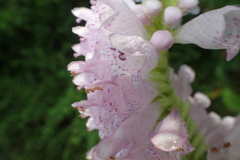 Physostegia digitalis