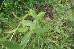 Physostegia digitalis