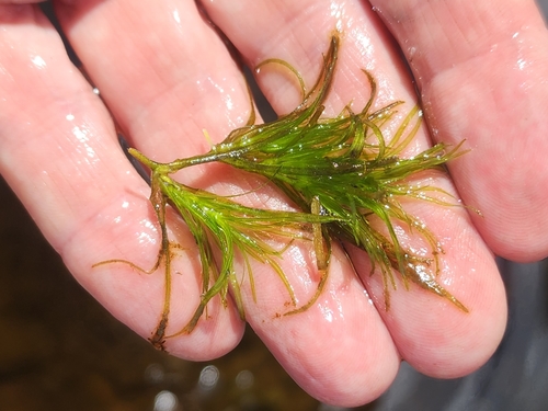 Nodding waternymph (Najas flexilis)
