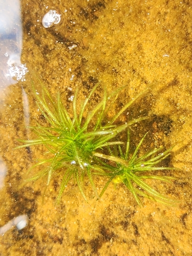 Image of Najas flexilis by (c) Norma Malinowski, some rights reserved (CC BY)