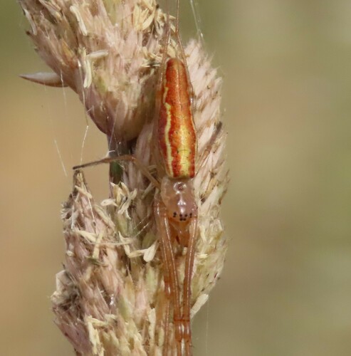 Tetragnatha intermedia