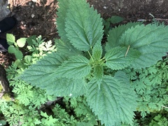 Urtica dioica