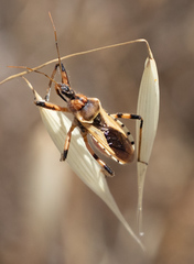Rhynocoris ventralis