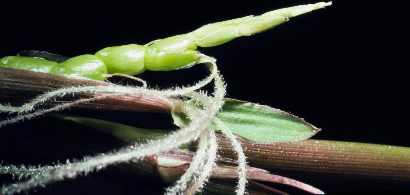 Zea diploperennis