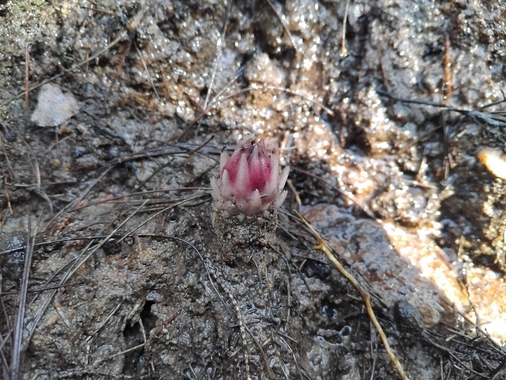 Rhizanthella slateri