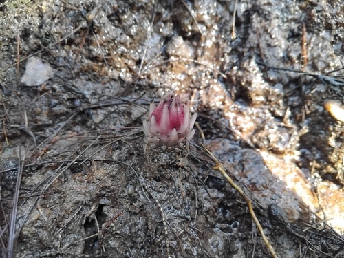 Slater's Ground Orchid (Rhizanthella slateri)