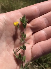 Acmispon brachycarpus