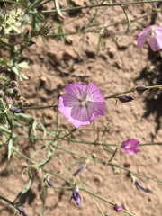 Sidalcea glaucescens