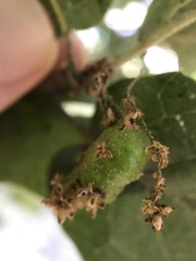 Callirhytis congregata