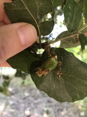 Callirhytis congregata