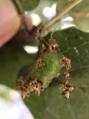 Callirhytis congregata