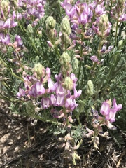 Astragalus andersonii