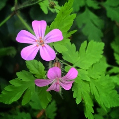 Geranium yeoi