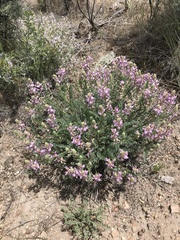 Astragalus andersonii