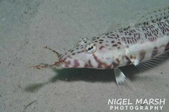 Parapercis stricticeps