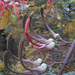 Plicosepalus kalachariensis - Photo Sem direitos reservados, uploaded by Botswanabugs