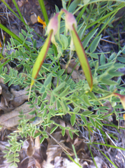 Lathyrus brachycalyx