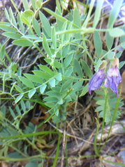 Lathyrus brachycalyx
