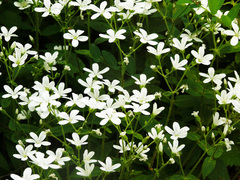 Cerastium pauciflorum