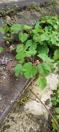 Ampelocissus acapulcensis (Ampelocissus acapulcensis)