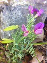 Lathyrus brachycalyx
