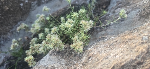 Image of Paronychia argyrocoma by no rights reserved