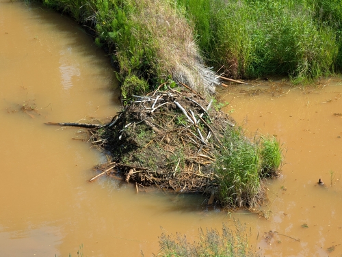 American Beaver photographed in Alaska