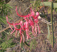 Plicosepalus
